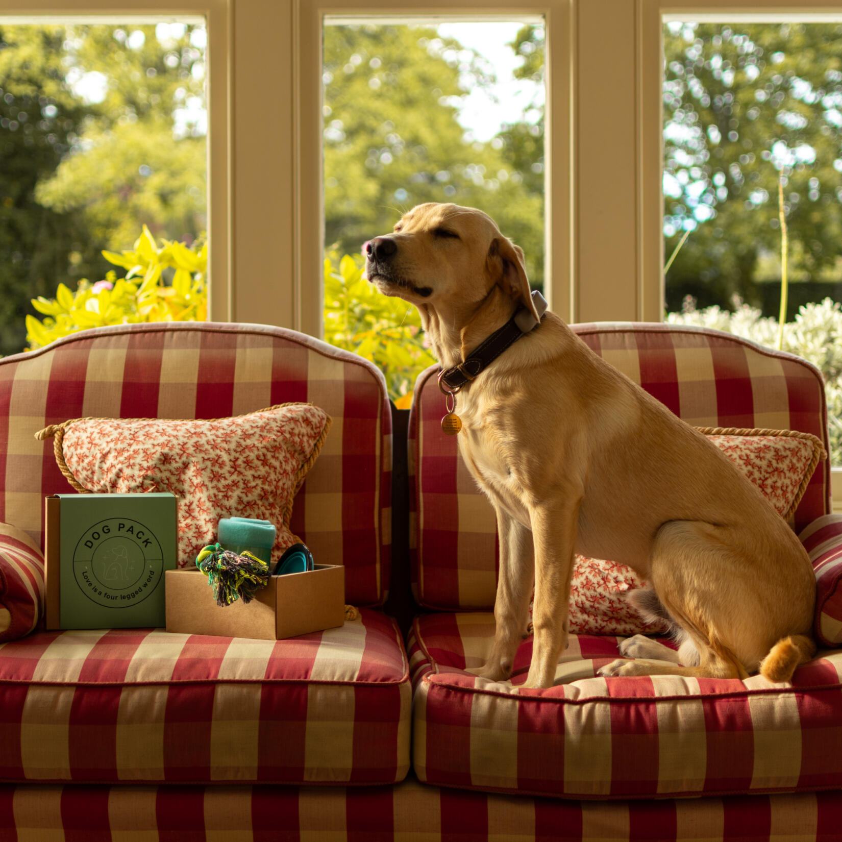 An image of a dog advertising one of the pet friendly rooms