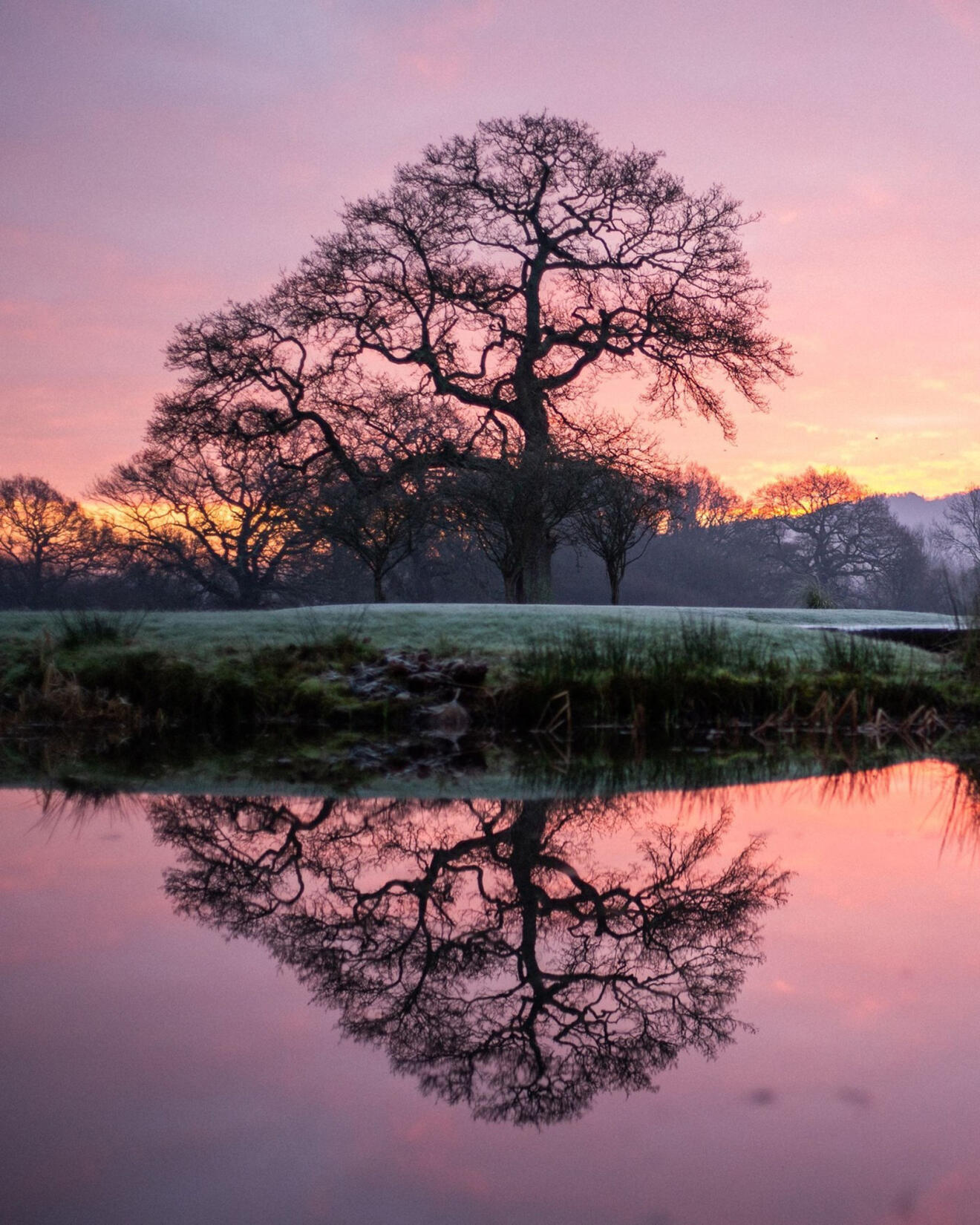 An image of one of the trees on a winters evening